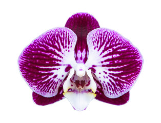 Purple streaked orchid flower isolated on white background