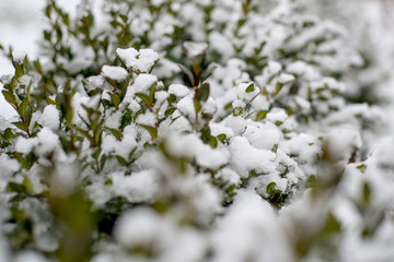 fresh grass under the snow, green grass under the first snow