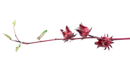 Hibiscus sabdariffa or roselle fruits.Roselle fruits isolated on