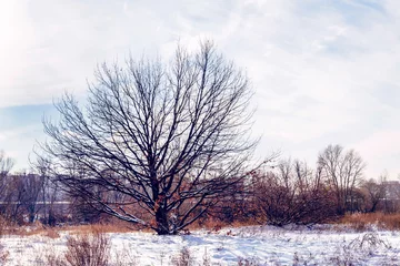 Foto auf Leinwand Oak Tree in the Snow © Maxal Tamor