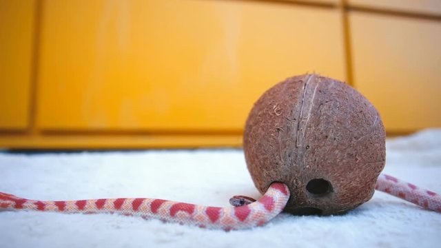 Snake crawling in the coconut, close up