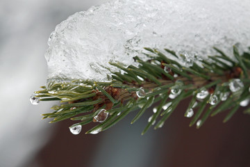 épinette en hiver