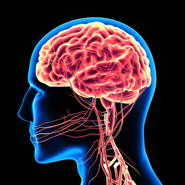 3d illustration human body brain