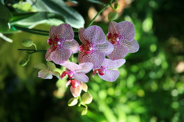 Purple orchids