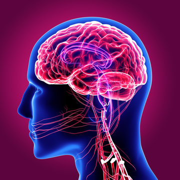 3d illustration human body brain
