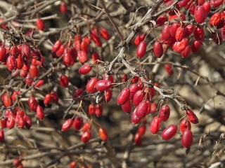 Prickly branches with red berries barberry