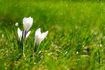 White flowers of Crocus in the sunshine among the green grass in the meadow. Background from splashes and raindrops with space for your text. Horizontal framing.