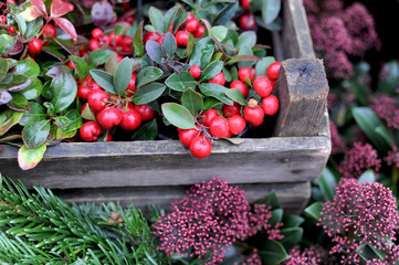 Rote Beeren an Gaultheria