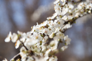 Obraz premium flowers on the tree in nature