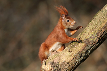 Naklejka na ściany i meble Europäisches Eichhörnchen auf einem Ast