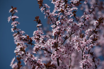 Primavera