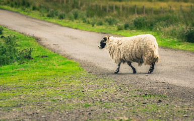 Scottish Blackface sheep crossing road