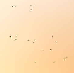 a flock of birds at sunset