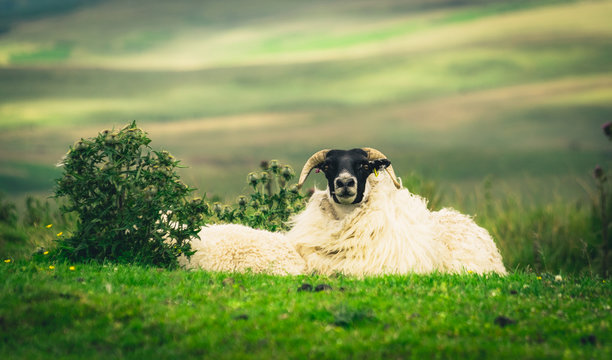 Scottish Blackface sheep looking at camera