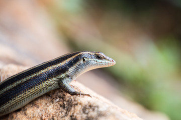 Skink