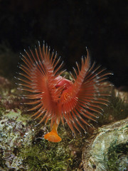 Variable Tube Worm, Bunter Kalkröhrenwurm (Serpula vermicularis)