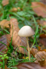 Little mushroom on the forest floor
