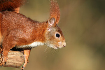 Europäisches Eichhörnchen im Profil