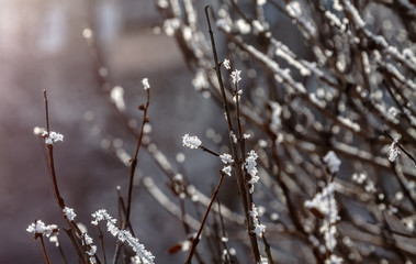 Brown twigs with hoar