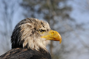 Fototapeta premium Aquila di mare testa bianca
