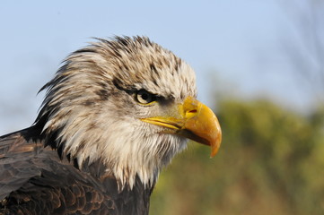 Aquila di mare testa bianca