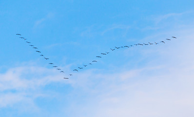 flock of swans flying against a blue sky in the south