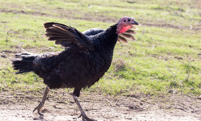 a turkey on a farm outdoors
