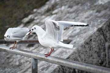 Vogel fliegt im Himmel