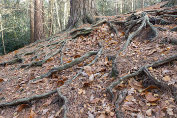 Winding Roots