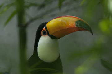 Fototapeta premium Tucano_01