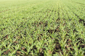 Fototapeta premium Young Wheat Growing in the Field Neat Rows
