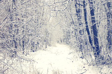 Winter forest with snow-covered path