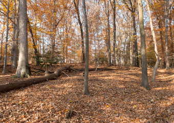 forest in late fall