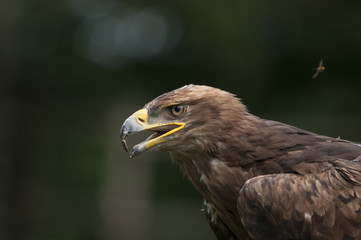 Aquila reale_03