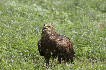 Aquila reale