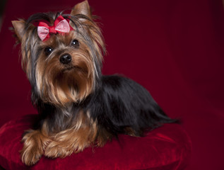 Yorkshire terrier on deep red background and pillow