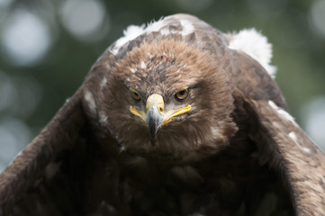 Aquila reale_01