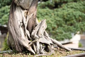 Fotobehang Bonsai Stump of a Bonsai tree in a traditional Chinese garden  © Toni