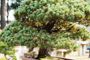 Bonsai tree in Chinese traditional garden