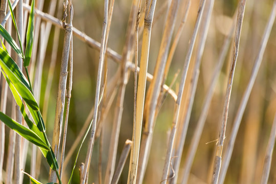 bulrush outdoors in autumn