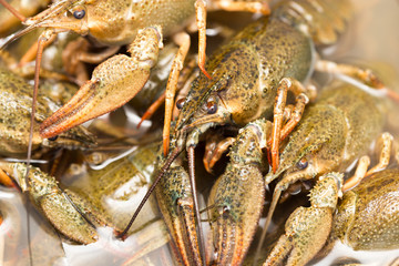 Live crayfish in the water as a background