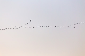 a flock of birds at sunset