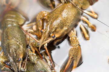 Live crayfish in the water as a background