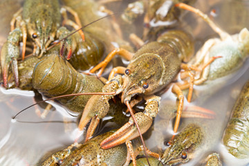 Live crayfish in the water as a background