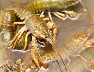 Live crayfish in the water as a background