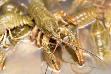 Live crayfish in the water as a background