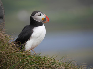Papageitaucher in Island