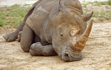 Fototapeta premium Frontal closeup of a Southern White Rhinoceros in repose