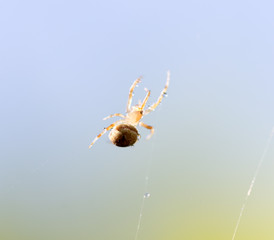spider web with water drops