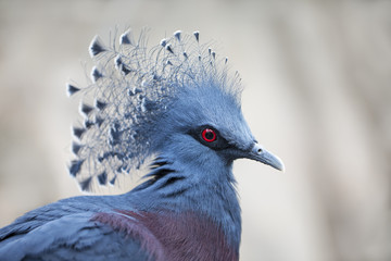 Victoria Crowned Pigeon!